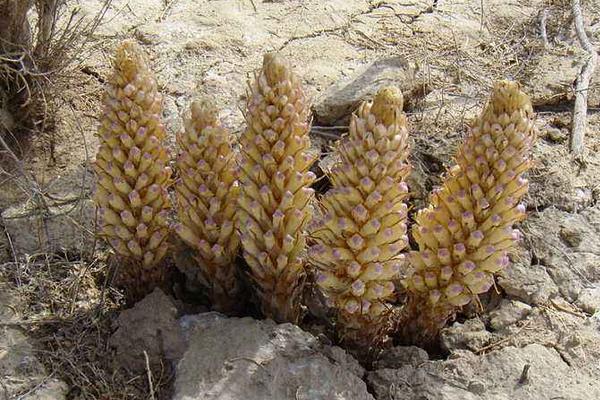 肉蓯蓉種植成本及利潤分析 肉蓯蓉產地在什么地方