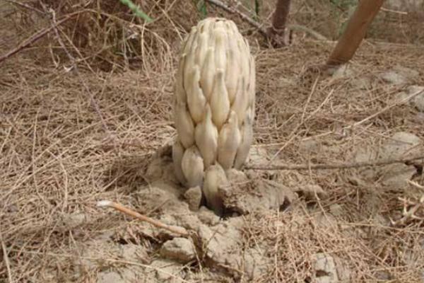 肉蓯蓉種植成本及利潤分析 肉蓯蓉產地在什么地方