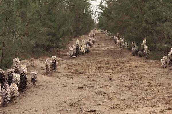 肉蓯蓉種植成本及利潤分析 肉蓯蓉產地在什么地方