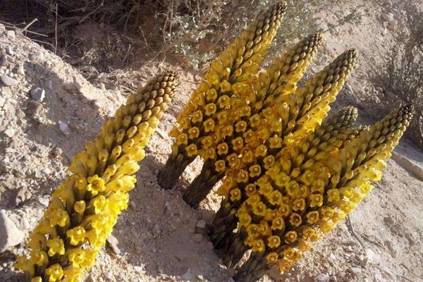 肉蓯蓉種植成本及利潤分析 肉蓯蓉產地在什么地方