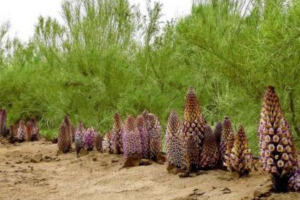 肉蓯蓉種植成本及利潤分析 肉蓯蓉產地在什么地方