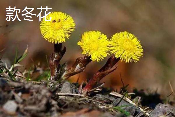 款冬花是蒲公英嗎 冬花和款冬花一樣嗎