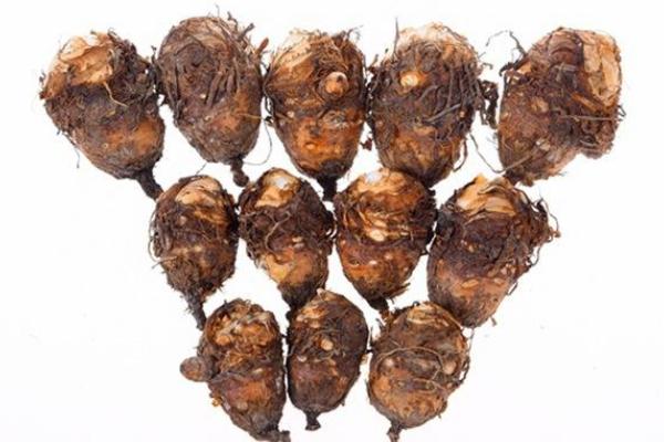 獨角蓮種子市場價格多少錢一斤 哪里有獨角蓮種子賣