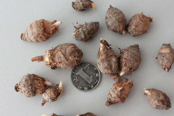 獨角蓮種子市場價格多少錢一斤 哪里有獨角蓮種子賣