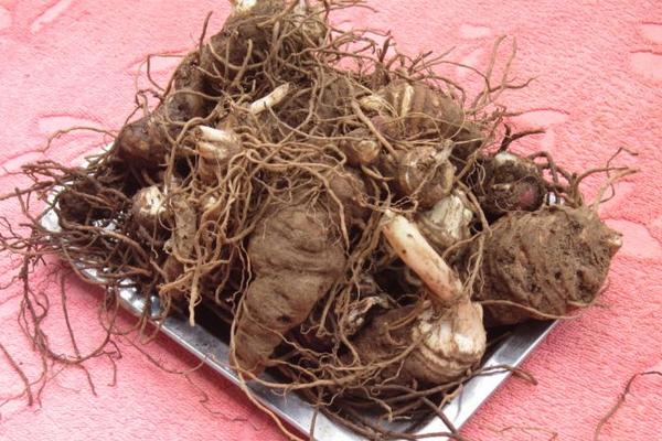 獨角蓮種子市場價格多少錢一斤 哪里有獨角蓮種子賣