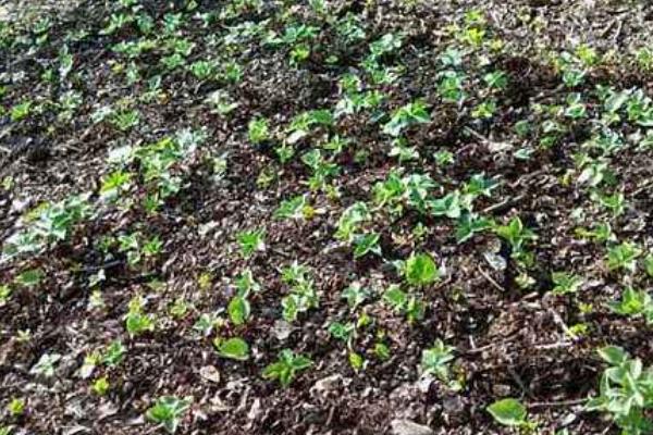 獨角蓮種子市場價格多少錢一斤 哪里有獨角蓮種子賣