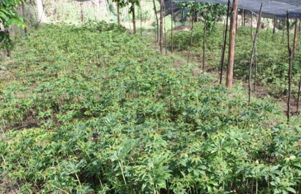 獨角蓮種子市場價格多少錢一斤 哪里有獨角蓮種子賣