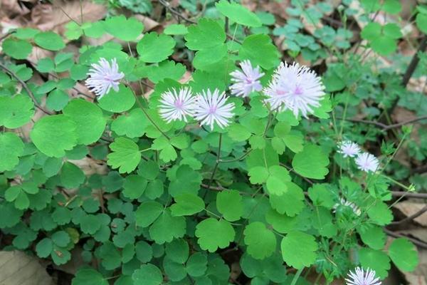 唐松草的栽培技術 唐松草的應用價值