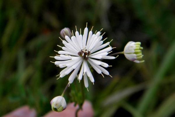 唐松草的栽培技術 唐松草的應用價值