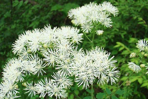 唐松草的栽培技術 唐松草的應用價值