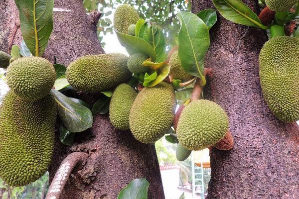 蜜多羅市場價格多少錢一斤 蜜多羅的籽可以吃嗎