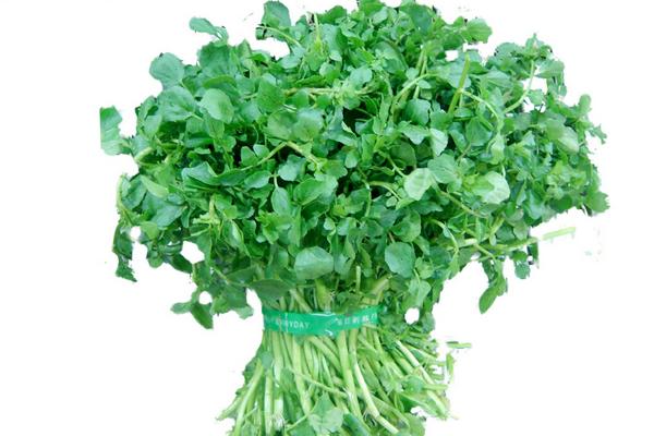 豆瓣菜種植時間 豆瓣菜種植技術(shù)