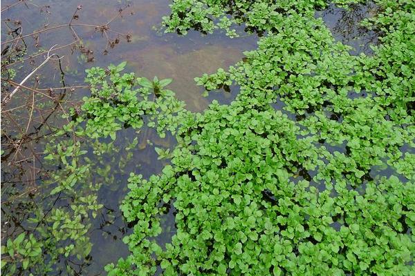 豆瓣菜種植時間 豆瓣菜種植技術(shù)