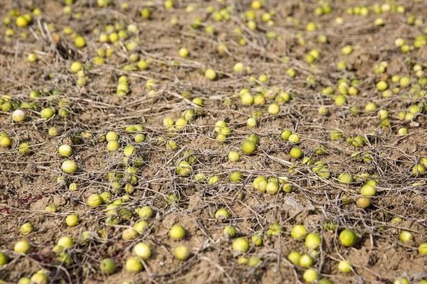 馬泡瓜能吃嗎 馬泡瓜怎么吃