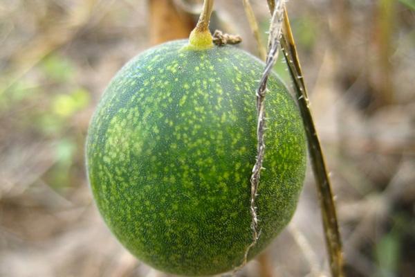 馬泡瓜能吃嗎 馬泡瓜怎么吃