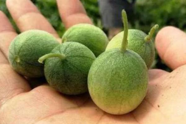 馬泡瓜能吃嗎 馬泡瓜怎么吃