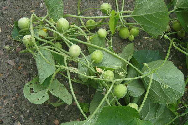 馬泡瓜有沒有市場 馬泡瓜市場前景怎么樣