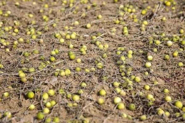 馬泡瓜有沒有市場 馬泡瓜市場前景怎么樣