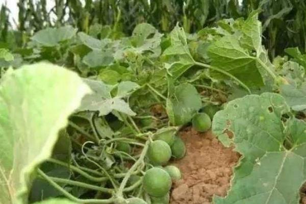 馬泡瓜有沒有市場 馬泡瓜市場前景怎么樣