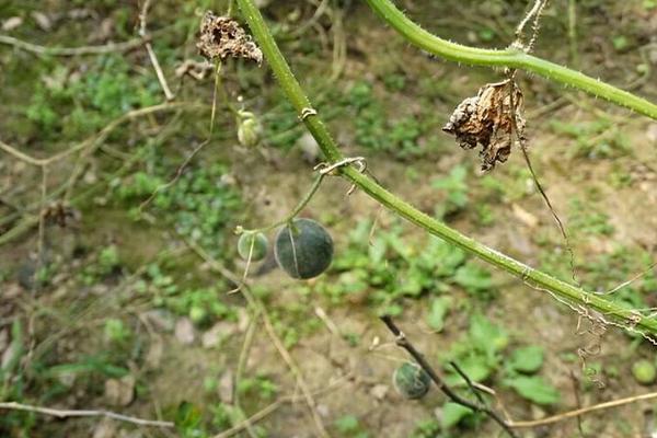 馬泡瓜有沒有市場 馬泡瓜市場前景怎么樣