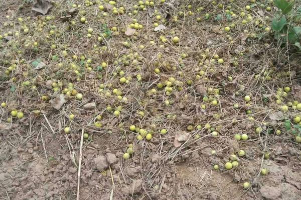 馬泡瓜有沒有市場 馬泡瓜市場前景怎么樣