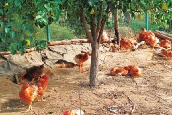 果園養殖什么最賺錢 什么果樹適合養殖土雞