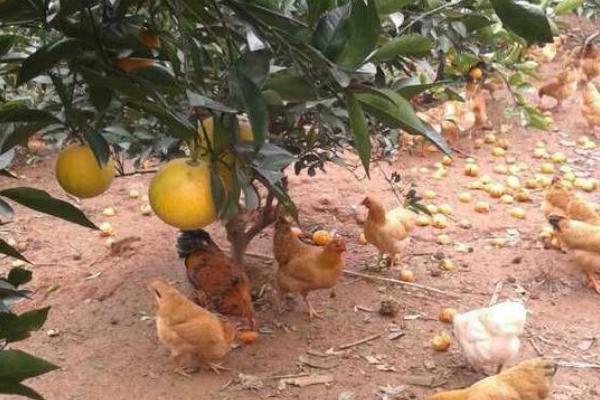 果園養殖什么最賺錢 什么果樹適合養殖土雞