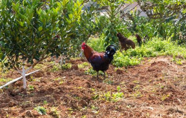 果園養殖什么最賺錢 什么果樹適合養殖土雞