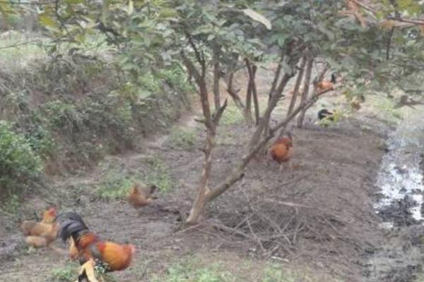 果園養殖什么最賺錢 什么果樹適合養殖土雞