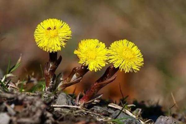 款冬花種植效益好嗎 款冬花產(chǎn)地在哪里