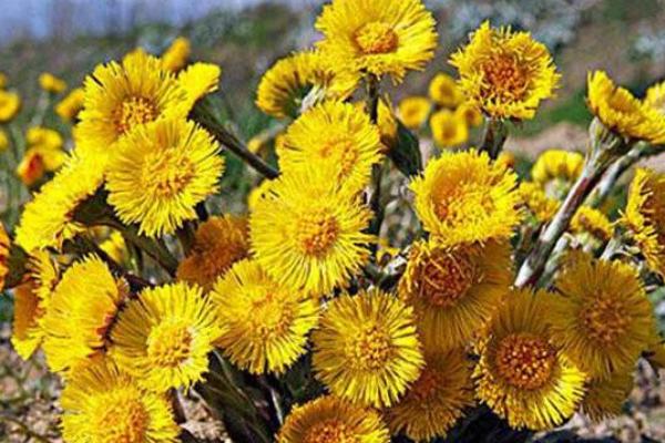 款冬花種植效益好嗎 款冬花產(chǎn)地在哪里