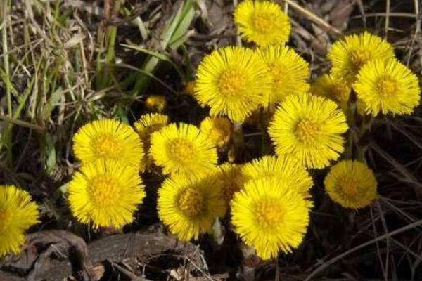 款冬花種植效益好嗎 款冬花產(chǎn)地在哪里