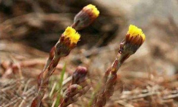款冬花種植效益好嗎 款冬花產(chǎn)地在哪里