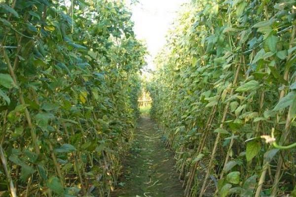 種刀豆賺錢嗎 刀豆市場前景分析