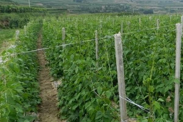 種刀豆賺錢嗎 刀豆市場前景分析