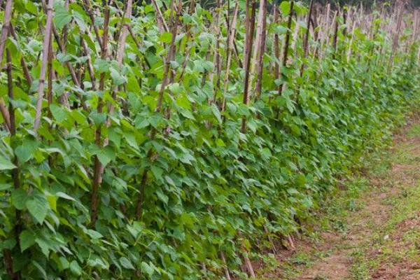 種刀豆賺錢嗎 刀豆市場前景分析