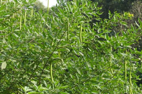 種刀豆賺錢嗎 刀豆市場前景分析