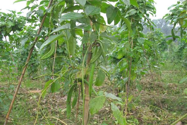 種刀豆賺錢嗎 刀豆市場前景分析