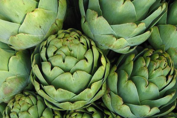 朝鮮薊市場(chǎng)價(jià)格多少錢一斤 朝鮮薊產(chǎn)地在哪里