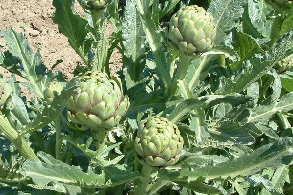 朝鮮薊市場(chǎng)價(jià)格多少錢一斤 朝鮮薊產(chǎn)地在哪里