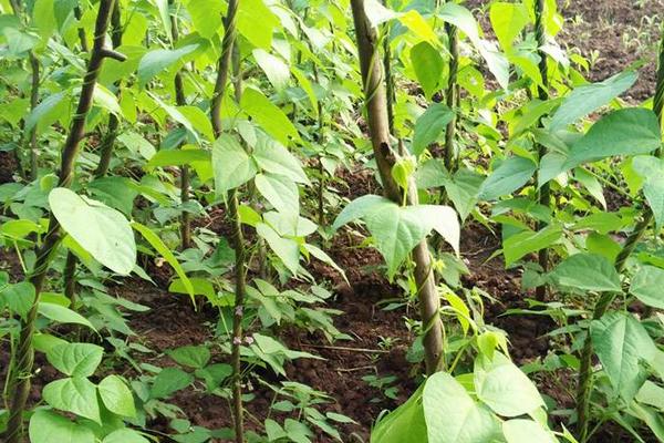 刀豆怎么種 刀豆種植時間和方法