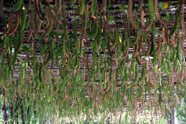 刀豆怎么種 刀豆種植時間和方法