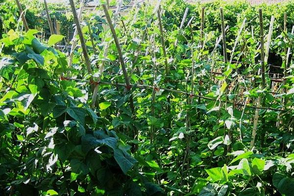 刀豆怎么種 刀豆種植時間和方法