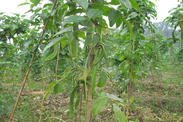 刀豆怎么種 刀豆種植時間和方法