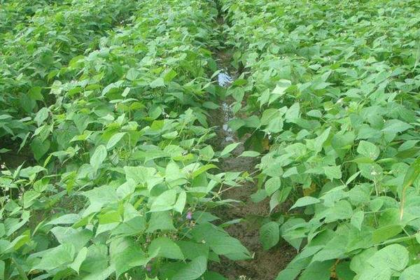 刀豆怎么種 刀豆種植時間和方法