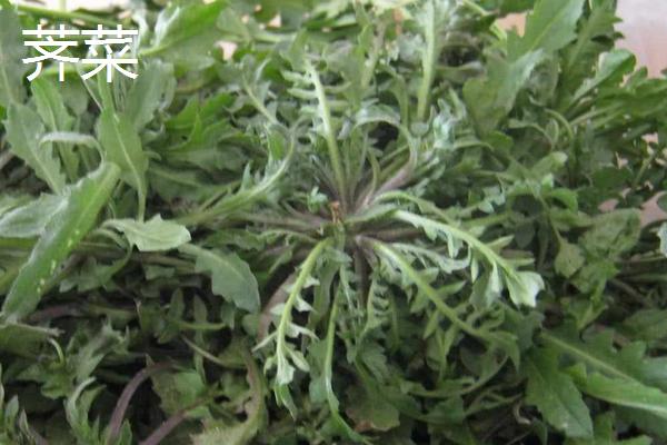 薺菜與薺薺菜、野芥菜、蒲公英、獨行菜的區(qū)別是什么 薺菜與薺薺菜、野芥菜、蒲公英、獨行菜都能吃嗎