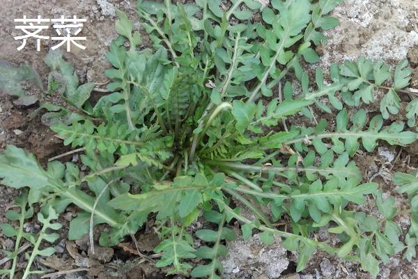 薺菜與薺薺菜、野芥菜、蒲公英、獨行菜的區(qū)別是什么 薺菜與薺薺菜、野芥菜、蒲公英、獨行菜都能吃嗎