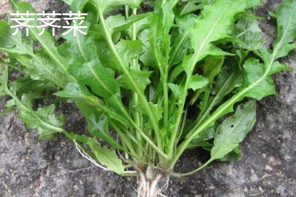 薺菜與薺薺菜、野芥菜、蒲公英、獨行菜的區(qū)別是什么 薺菜與薺薺菜、野芥菜、蒲公英、獨行菜都能吃嗎