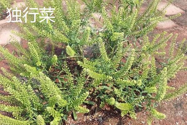 薺菜與薺薺菜、野芥菜、蒲公英、獨行菜的區(qū)別是什么 薺菜與薺薺菜、野芥菜、蒲公英、獨行菜都能吃嗎