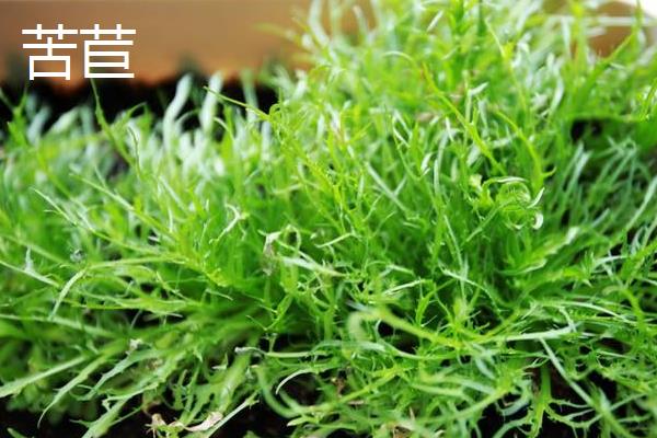 苦苣和苦菊、茼蒿、薺菜的區別是什么